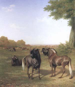 Jacques-Laurent Agasse White-Tailed Gnus (mk25) oil painting picture